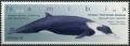 Colnect-5715-032-Strap-toothed-Whale-Mesoplodon-layardii.jpg