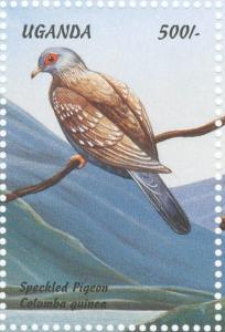 Colnect-1715-784-Speckled-Pigeon-Columba-guinea.jpg