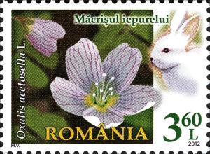 Colnect-1115-277-Common-Wood-Sorrel-Oxalis-acetosella.jpg