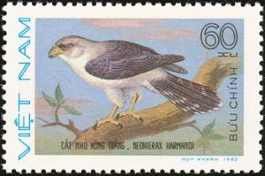 Colnect-1613-195-White-rumped-Falcon-Neohierax-harmandi.jpg