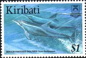 Colnect-1754-043-Rough-toothed-Dolphin-Steno-bredanensis.jpg