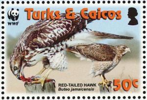 Colnect-1764-405-Red-tailed-Hawk-Buteo-jamaicensis.jpg