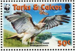 Colnect-1764-407-Red-tailed-Hawk-Buteo-jamaicensis.jpg