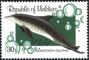 Colnect-2401-651-Rough-toothed-Dolphin-Steno-bredanensis.jpg