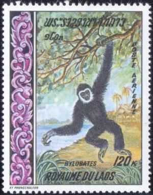 Colnect-330-696-Black-crested-Gibbon-Hylobates-concolor.jpg