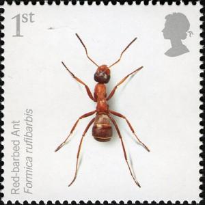 Colnect-521-270-Red-barbed-Ant-Formica-rufibarbis.jpg