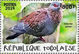 Colnect-5646-470-Speckled-Pigeon-Columba-guinea.jpg