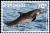 Colnect-3228-858-Rough-toothed-Dolphin-Steno-bredanensis.jpg