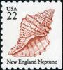 Colnect-3703-387-New-England-Neptune-Neptunea-lyrata.jpg