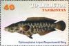 Colnect-1100-372-Northern-Snakehead-Channa-argus-warpachowskyi.jpg