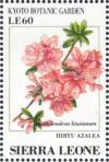Colnect-4207-987-Hiryu-Azalea-Rhododendron-kiusianum.jpg
