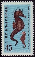 Colnect-1103-193-Short-snouted-Seahorse-Hippocampus-hippocampus.jpg