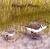 Colnect-5163-939-Peaceful-Plovers-2.jpg