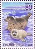 Colnect-2179-348-Spotted-Seal-Phoca-vitulina-largha.jpg