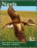 Colnect-4562-577-Audubon--s-Shearwater-Puffinus-lherminieri.jpg