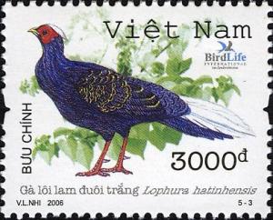 Colnect-610-243-Vietnam-Fireback-Lophura-hatinhensis.jpg