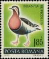 Colnect-5588-892-Red-breasted-Goose-Branta-ruficollis.jpg