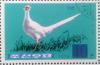Colnect-6005-024-White-Ring-necked-Pheasant-Phasianus-colchicus.jpg