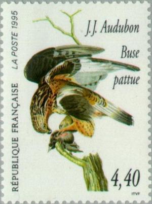 Colnect-146-319-Rough-legged-Buzzard-Buteo-lagopus.jpg