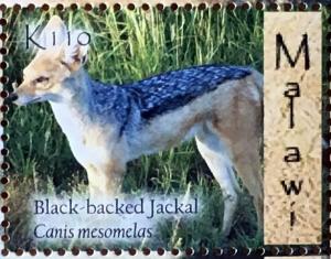 Colnect-4579-574-Black-backed-Jackal-Canis-mesomelas.jpg