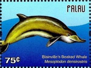 Colnect-4950-835-Blainville-s-Beaked-Whale-Mesoplodon-densirostris.jpg