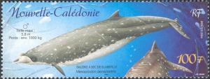Colnect-845-669-Blainville-s-Beaked-Whale-Mesoplodon-densirostris.jpg