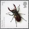 Colnect-521-272-Stag-Beetle-Lucanus-cervus.jpg