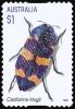 Colnect-4536-011-Jewel-Beetle-Castiarina-klugii.jpg