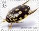 Colnect-201-331-Spotted-Water-Beetle-Thermonectus-marmoratus.jpg