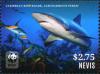 Colnect-4412-970-Caribbean-Reef-Shark-Carcharhinus-perezi.jpg