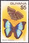 Colnect-3172-175-Morpho-Deidamia-Morpho-deidamia.jpg