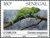 Colnect-2133-352-Senegal-Chameleon-Chamaeleo-senegalensis.jpg