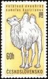 Colnect-441-144-Bactrian-Camel-Camelus-ferus-bactrianus.jpg