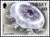 Colnect-6141-403-Common-Jellyfish-Aurelia-aurita.jpg