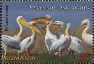 Colnect-2915-300-Great-White-Pelican-Pelecanus-onocrotalus.jpg