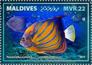 Colnect-6243-210-Bluering-Angelfish-Pomacanthus-annularis.jpg