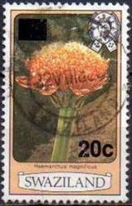 Colnect-2896-193-Haemanthus-magificus.jpg