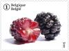 Colnect-2728-474-Forgotten-fruit-Black-Mulberry.jpg