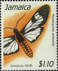 Colnect-3686-848-Moth-Phoenicoprocta-jamaicensis.jpg