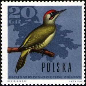 Colnect-2091-714-European-Green-Woodpecker-Picus-viridis.jpg