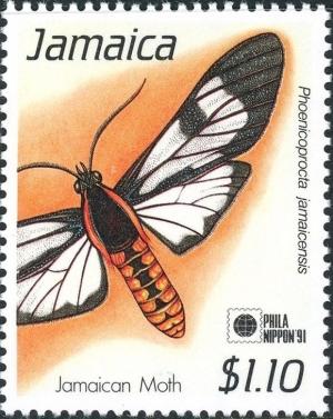 Colnect-5271-700-Moth-Phoenicoprocta-jamaicensis.jpg