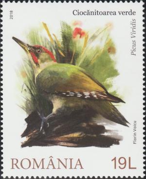 Colnect-6000-888-European-Green-Woodpecker-Picus-viridis.jpg