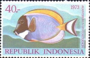 Colnect-1136-745-Powderblue-Surgeonfish-Acanthurus-leucosternon.jpg