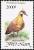 Colnect-1613-161-Spinifex-Pigeon-Petrophassa-ferruginea%C2%A0.jpg
