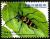 Colnect-1854-152-Long-horned-Beetle-Leptura-formosomontana-formosomontana.jpg