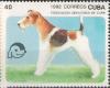 Colnect-2510-246-Fox-Terrier-Canis-lupus-familiaris.jpg