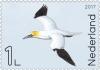 Colnect-4156-963-Northern-gannet-in-the-air.jpg