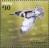 Colnect-4412-961-Belted-Kingfisher-Megaceryle-alcyon-in-flight.jpg