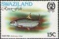 Colnect-2927-543-African-Tigerfish-Hydrocynus-vittatus-.jpg