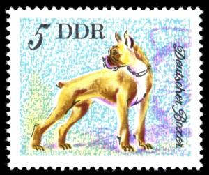 Colnect-1979-920-German-Boxer-Canis-lupus-familiaris.jpg
